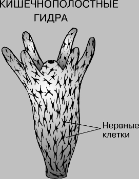 Кракен площадка что это